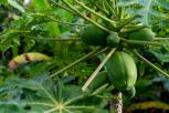 Mengatasi Masalah Pencernaan dengan Daun Pepaya Cara Alami untuk Mengatasi Gangguan Lambung